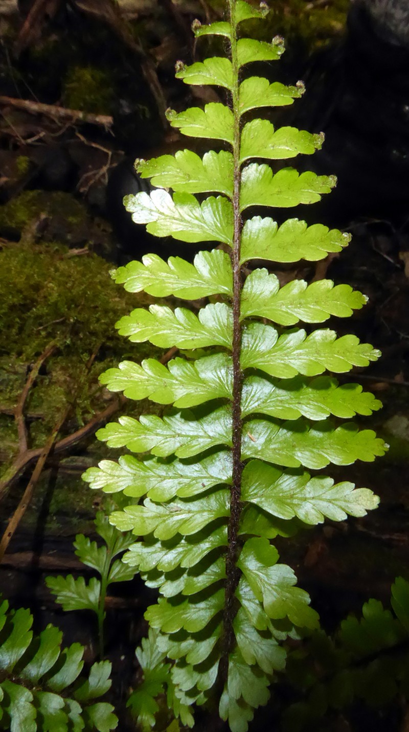 Speenwort photo 2