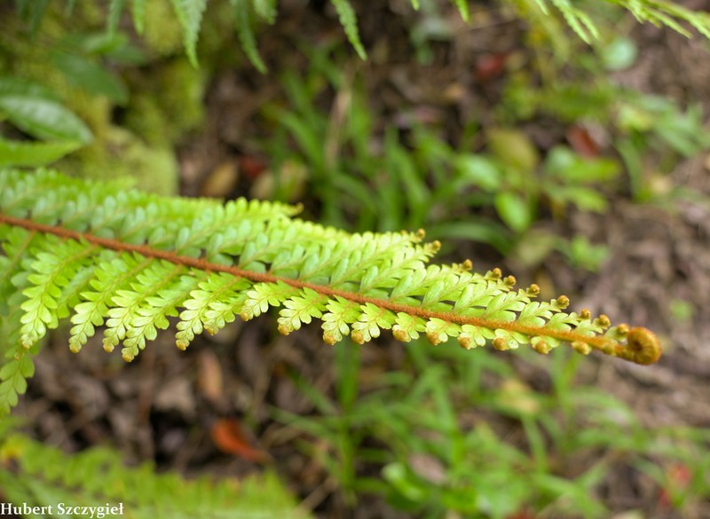 Speenwort photo 3
