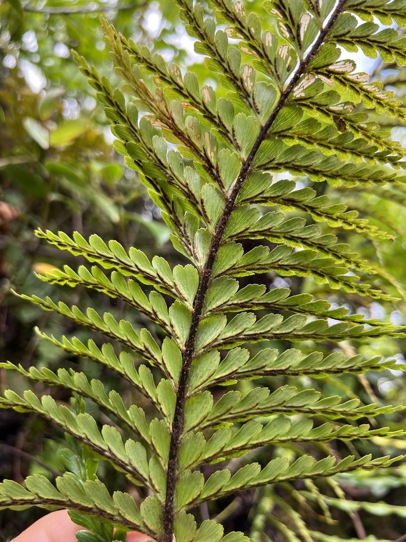 Speenwort photo 4