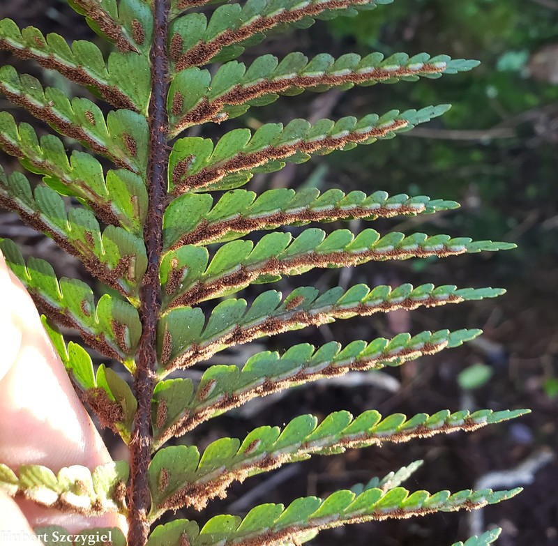 Speenwort photo 5