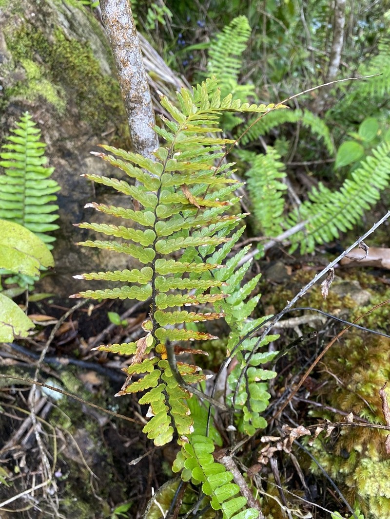 Speenwort photo 6