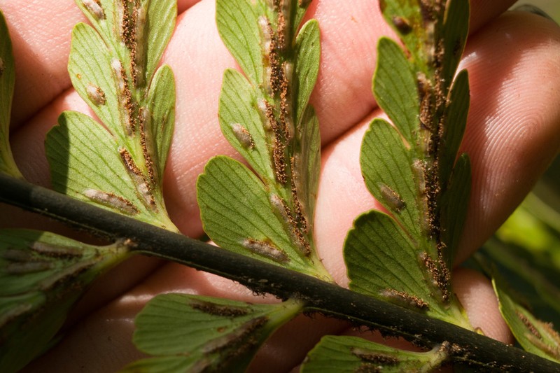 Speenwort photo 7