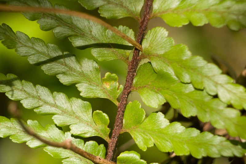 Speenwort photo 8