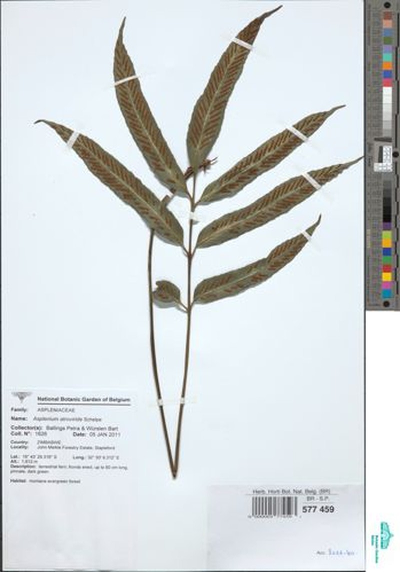 Asplenium ceii photo 2