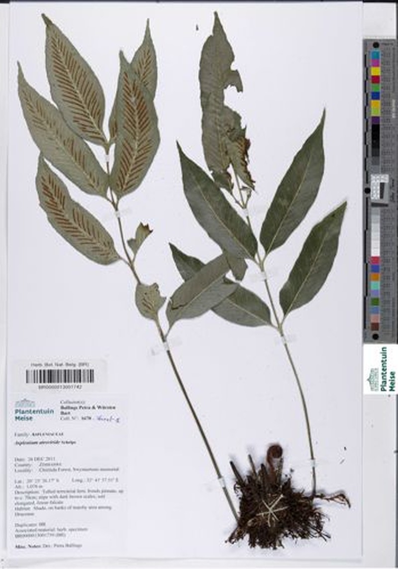Asplenium ceii photo 3