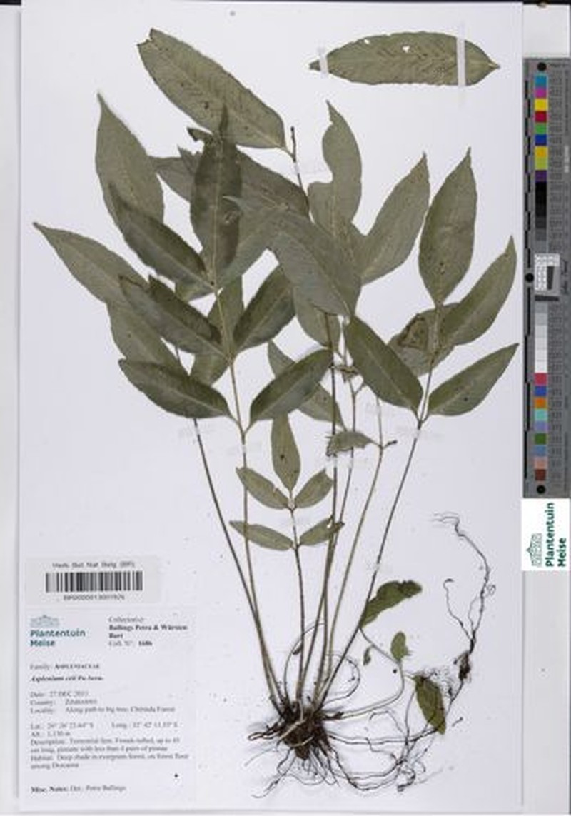 Asplenium ceii photo 4