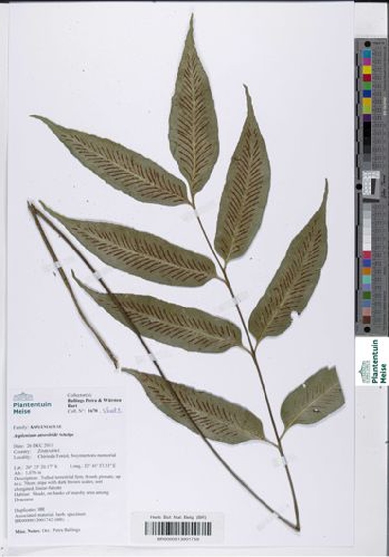Asplenium ceii photo 5