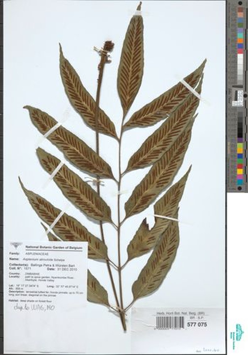 Asplenium ceii photo 6