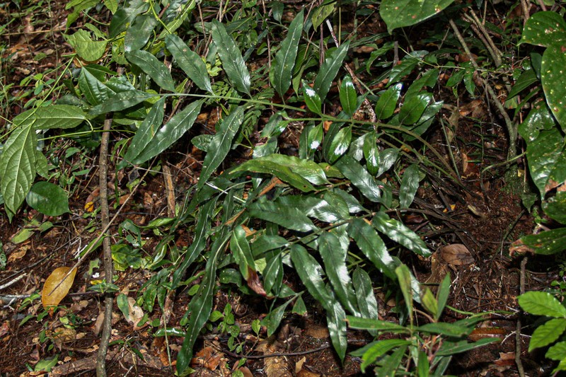 Asplenium ceii
