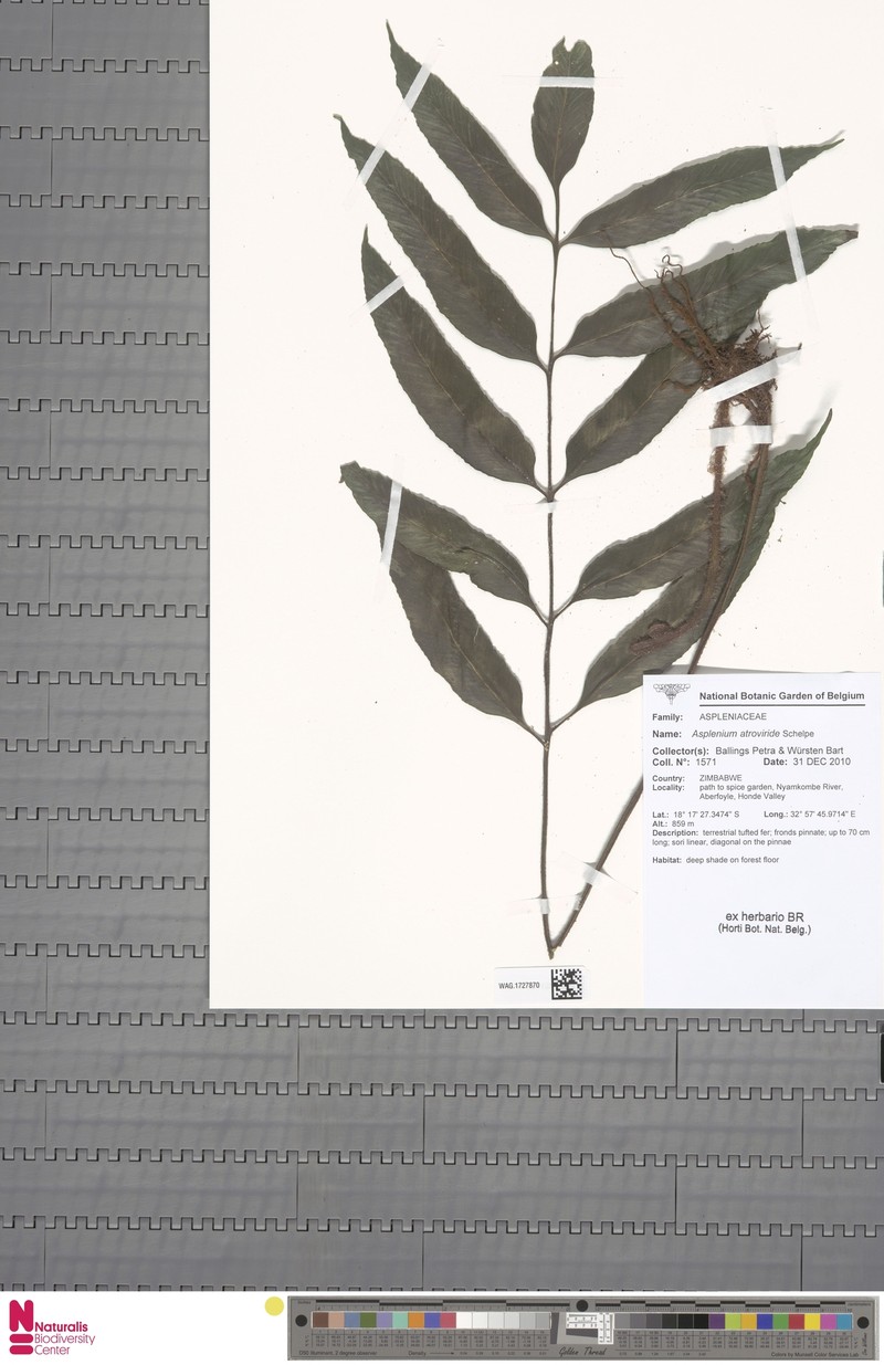 Asplenium ceii photo 7