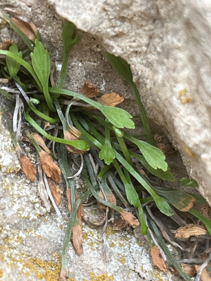 Asplenium celtibericum