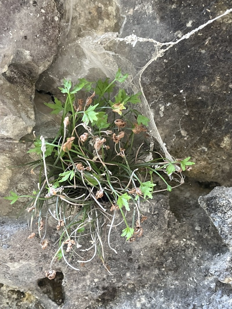 Asplenium celtibericum photo 2