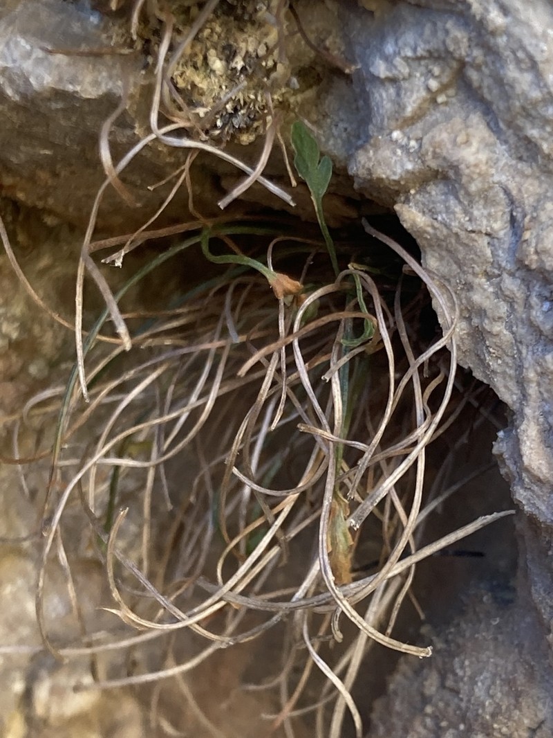 Asplenium celtibericum photo 3