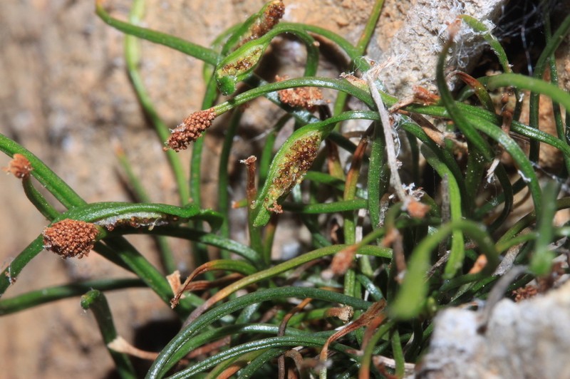 Asplenium celtibericum photo 4