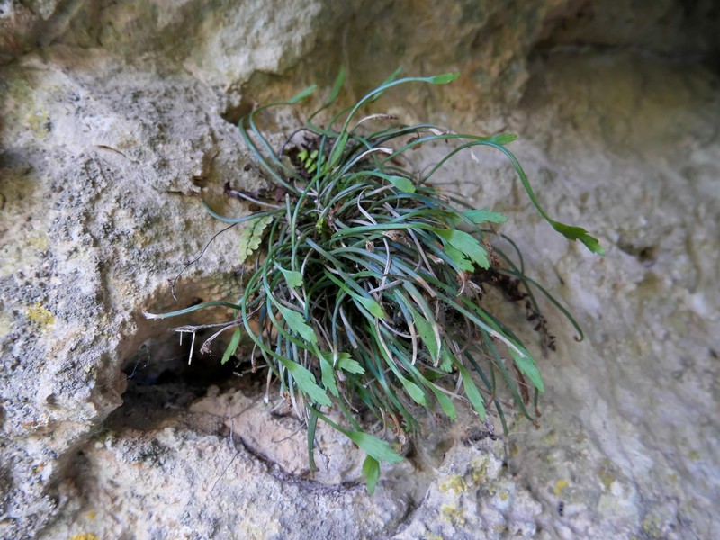 Asplenium celtibericum photo 5