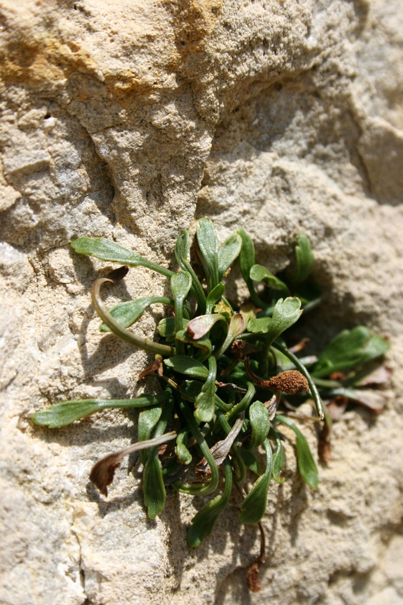 Asplenium celtibericum photo 6