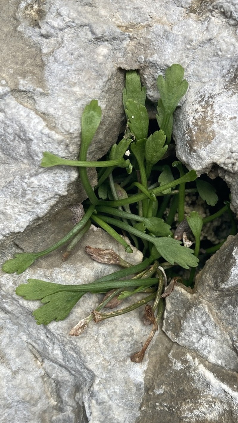 Asplenium celtibericum photo 7