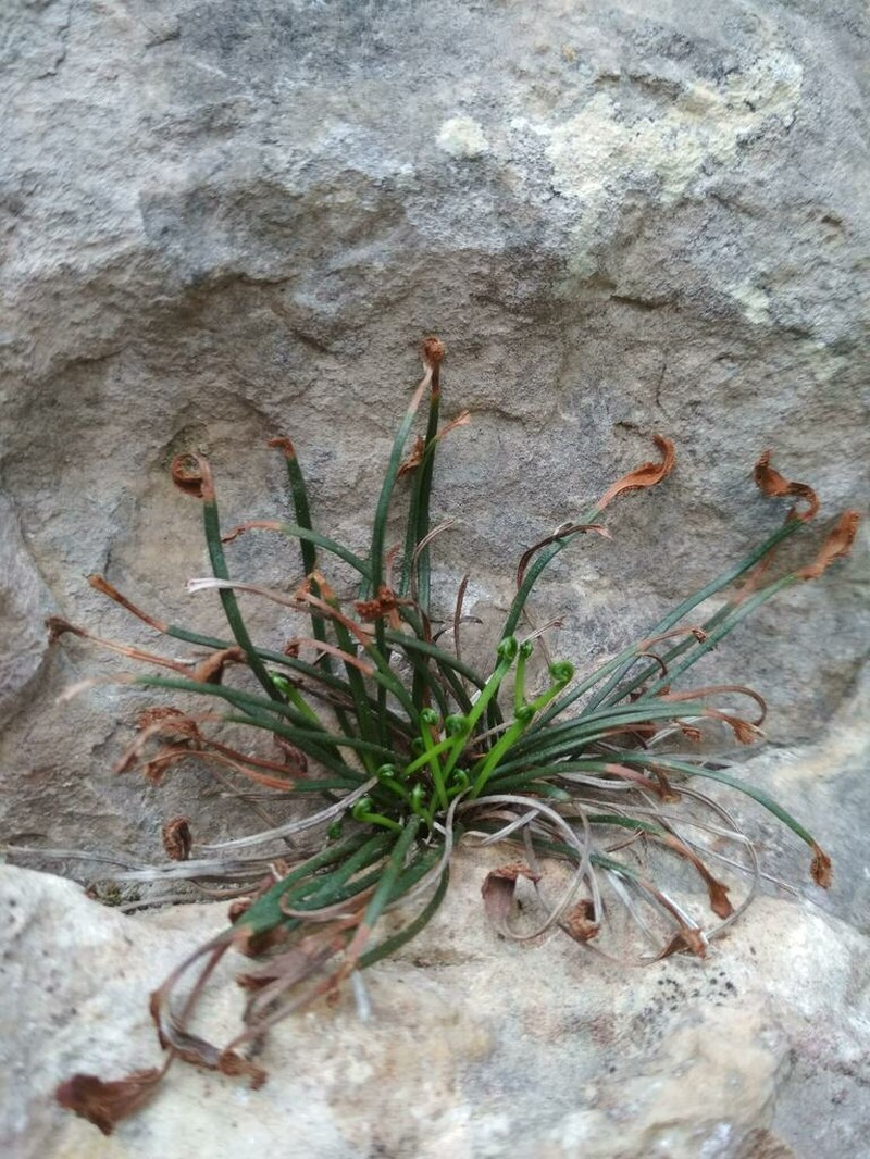 Asplenium celtibericum photo 8