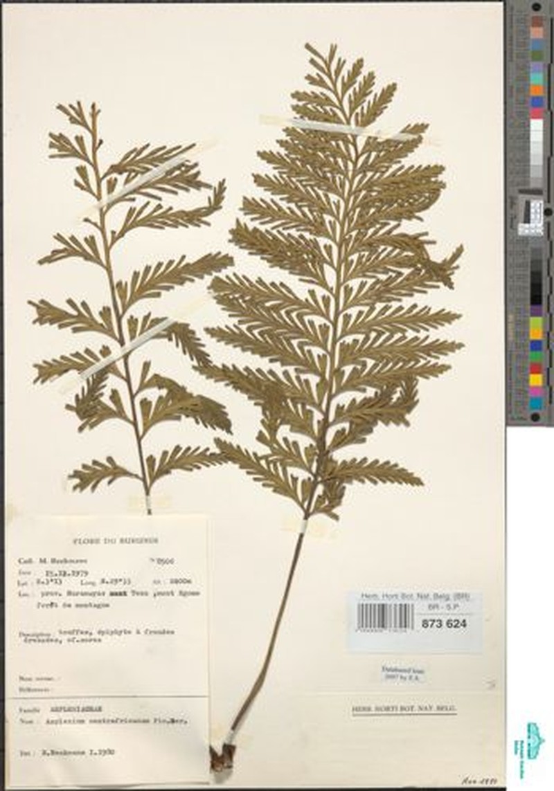 Asplenium centrafricanum