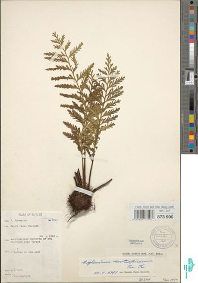 Asplenium centrafricanum photo 2