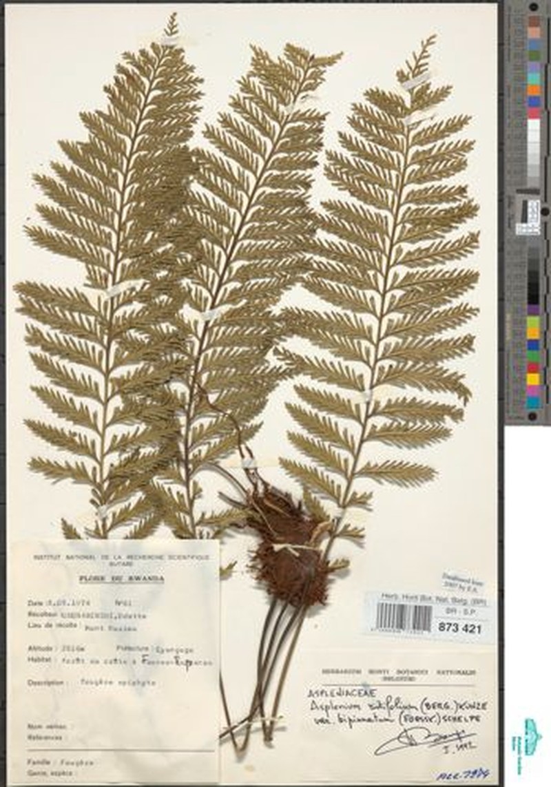 Asplenium centrafricanum photo 3
