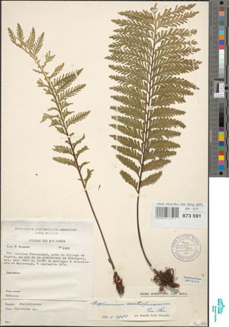Asplenium centrafricanum photo 4