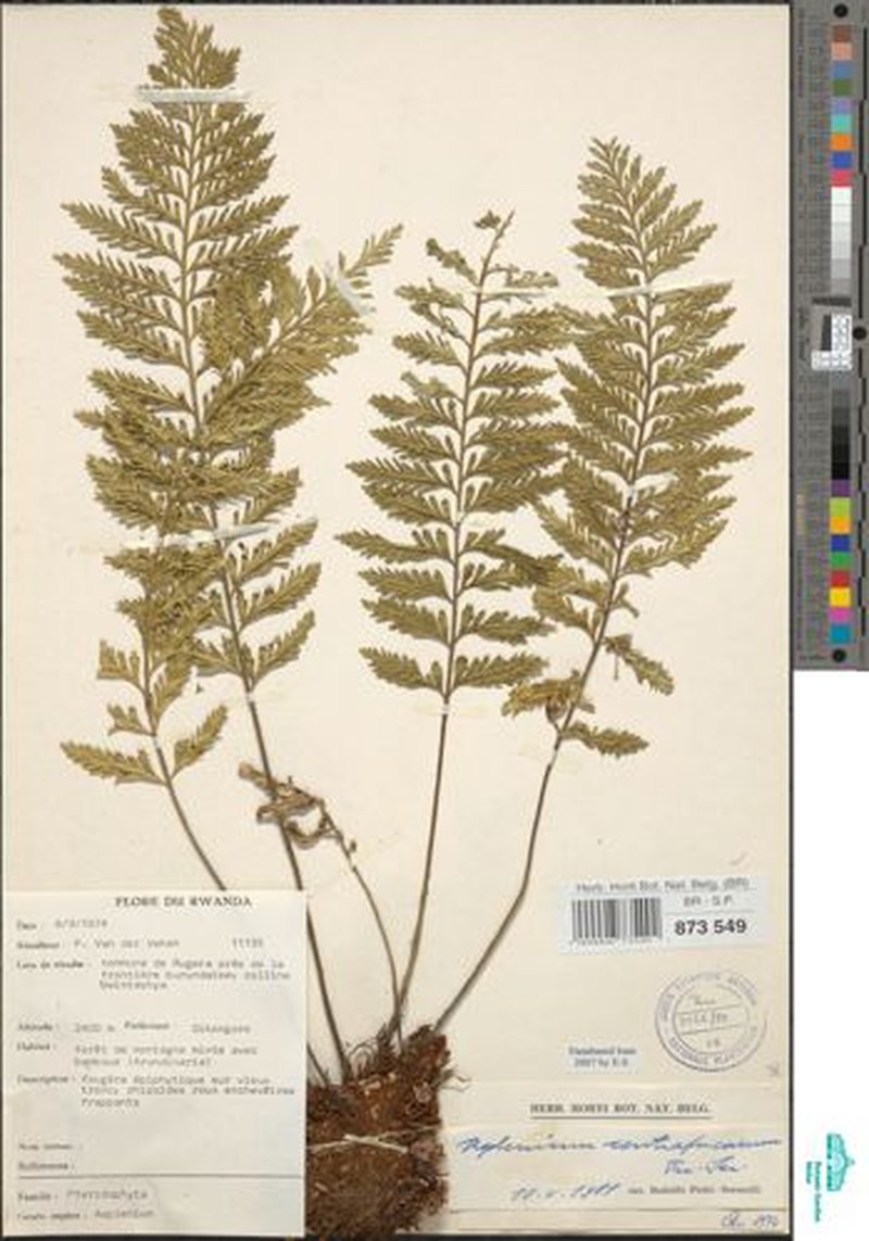 Asplenium centrafricanum photo 5