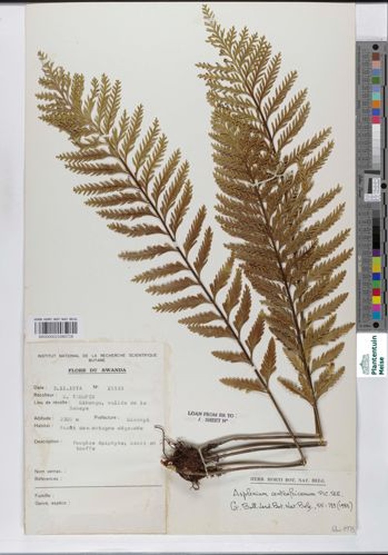 Asplenium centrafricanum photo 6