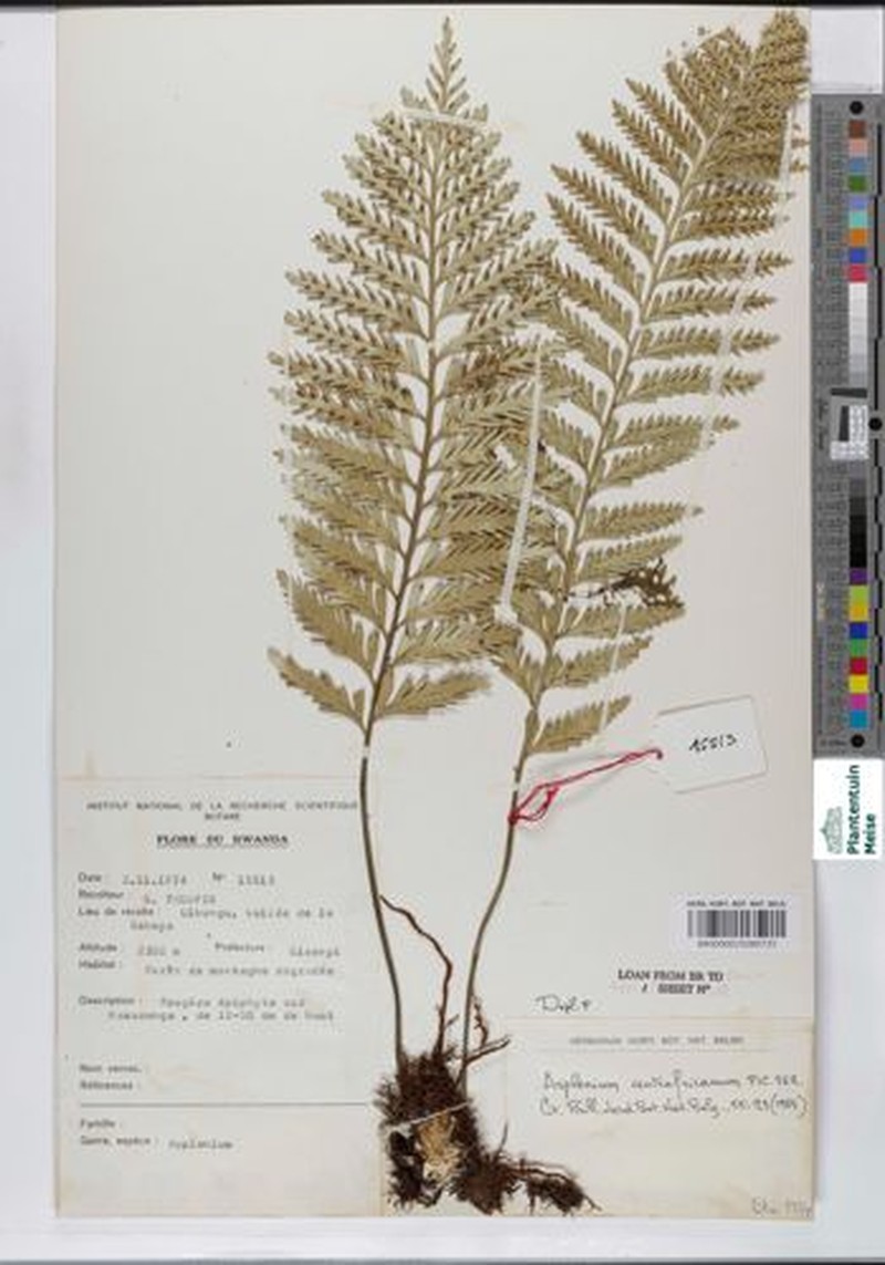 Asplenium centrafricanum photo 7