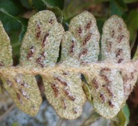 Asplenium ceterach