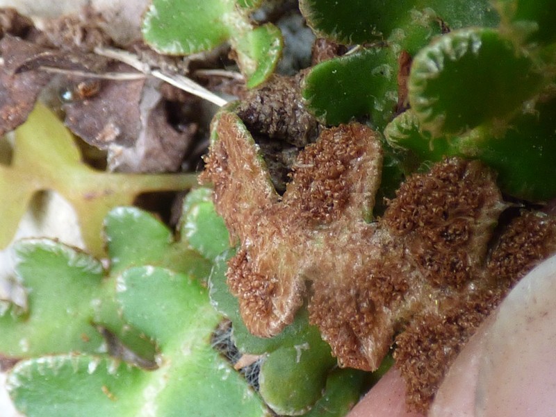 Asplenium ceterach photo 2