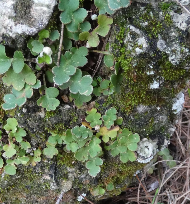 Asplenium ceterach photo 3