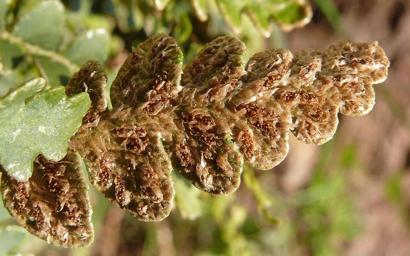Asplenium ceterach photo 4
