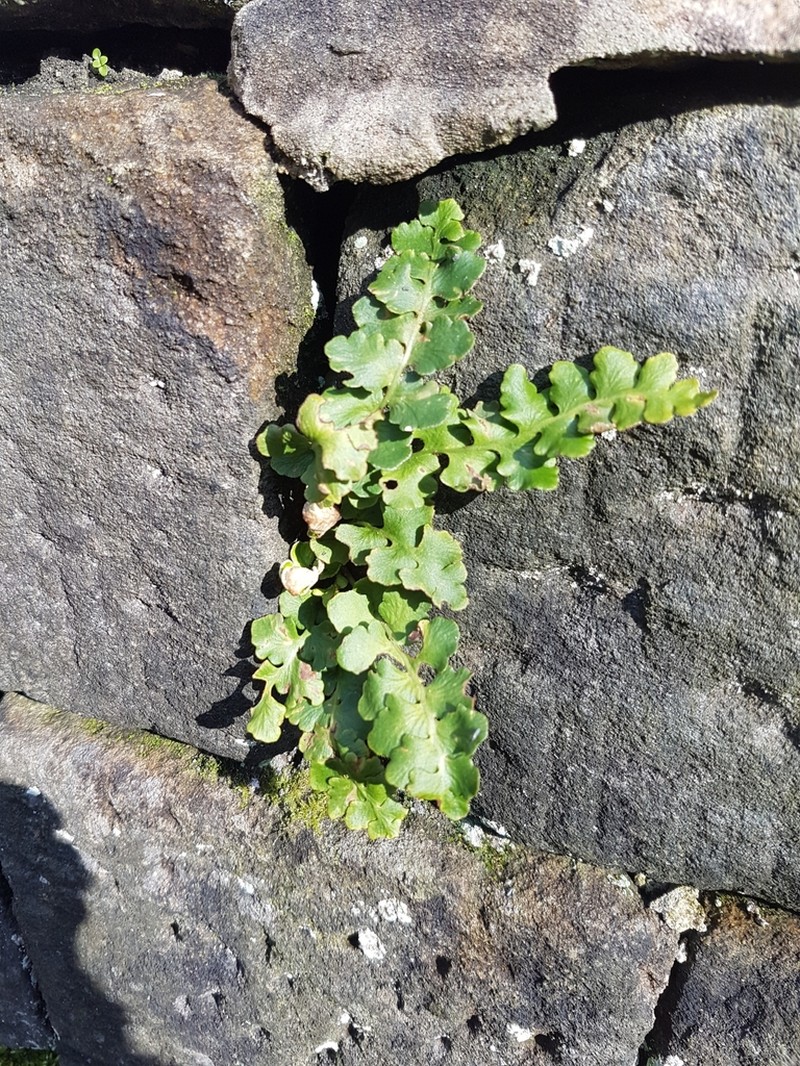 Asplenium ceterach photo 5
