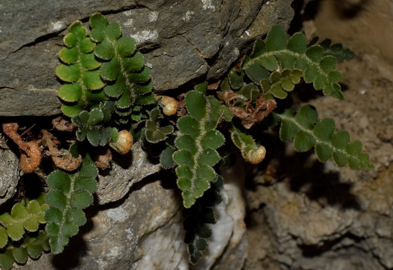 Asplenium ceterach photo 6