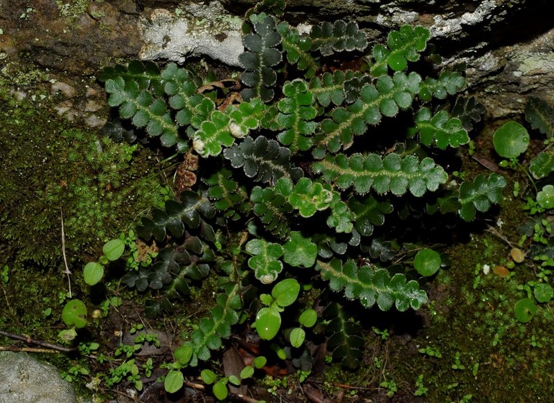Asplenium ceterach photo 7