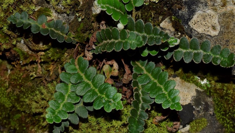 Asplenium ceterach photo 8