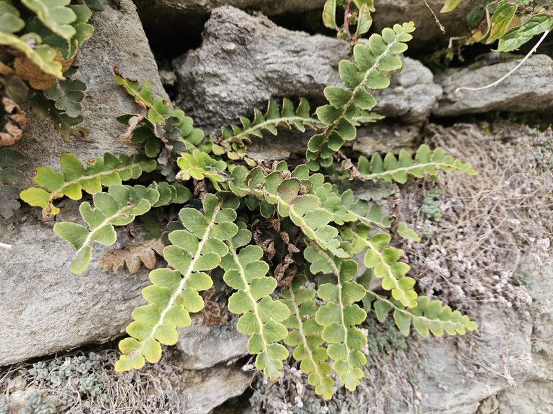 Asplenium ceterach nothosubsp. mantoniae photo 2