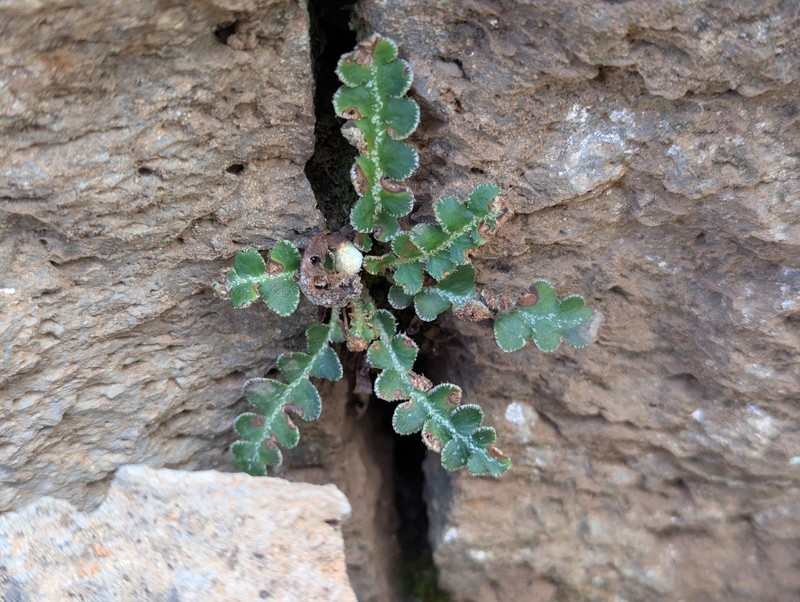 Asplenium ceterach nothosubsp. mantoniae photo 3