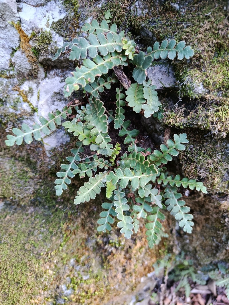 Asplenium ceterach nothosubsp. mantoniae photo 5