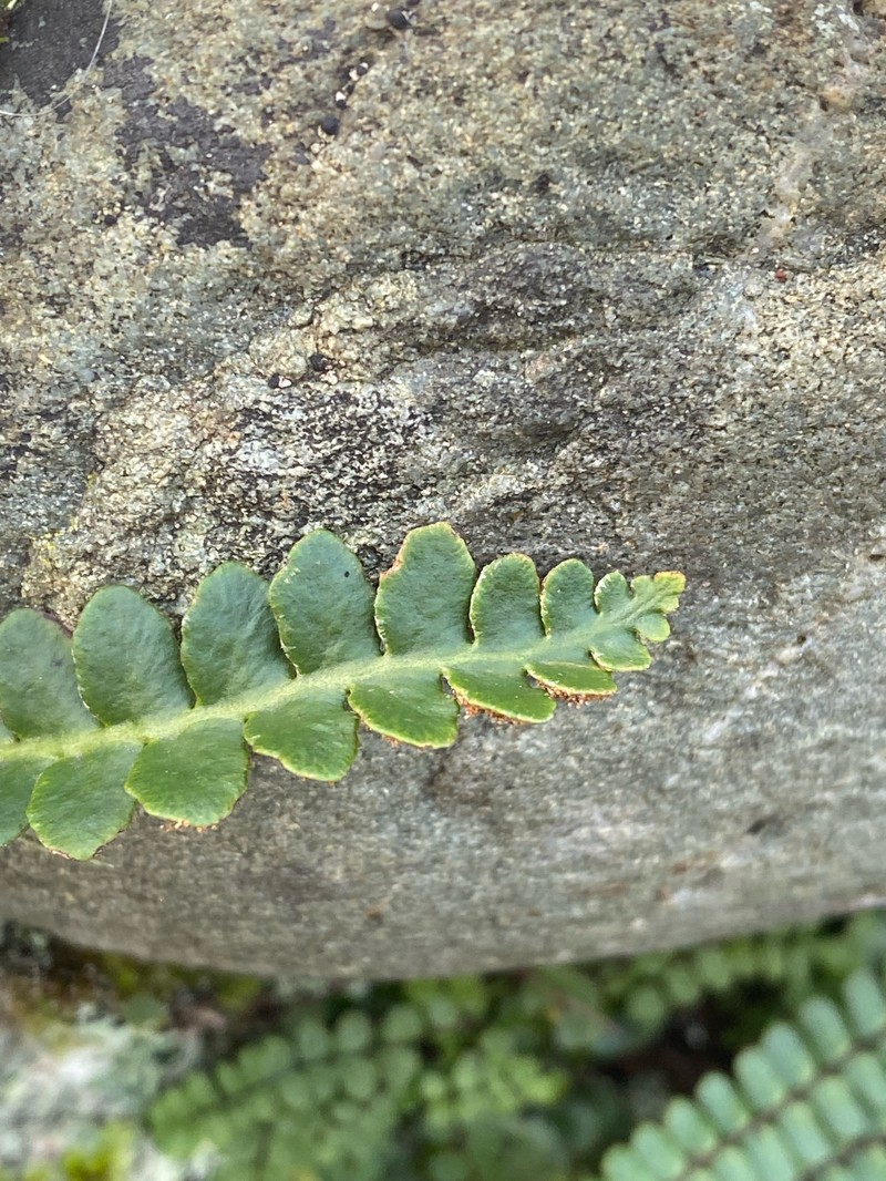 Asplenium ceterach nothosubsp. mantoniae photo 6