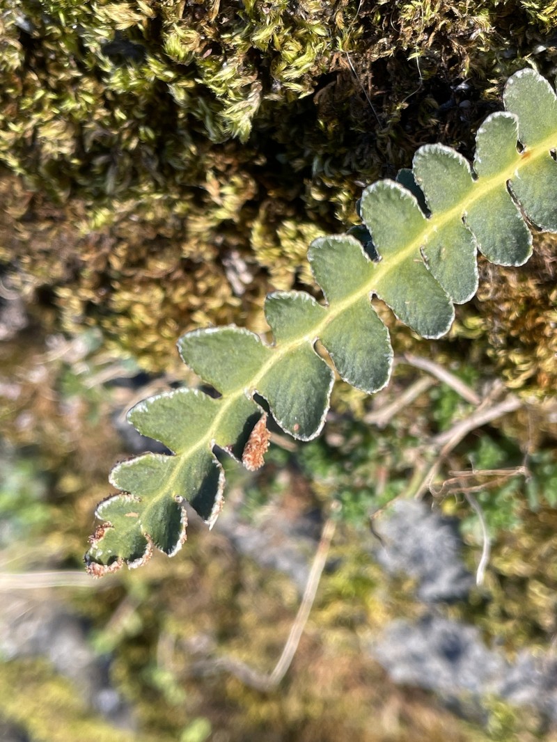 Asplenium ceterach nothosubsp. mantoniae photo 8