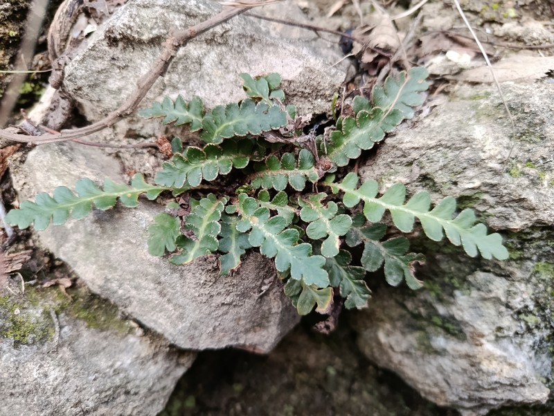 Asplenium ceterach nothosubsp. troodeum