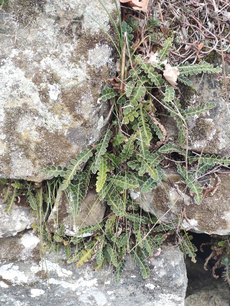 Asplenium ceterach nothosubsp. troodeum photo 4