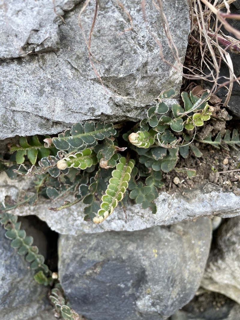 Asplenium ceterach nothosubsp. troodeum photo 7