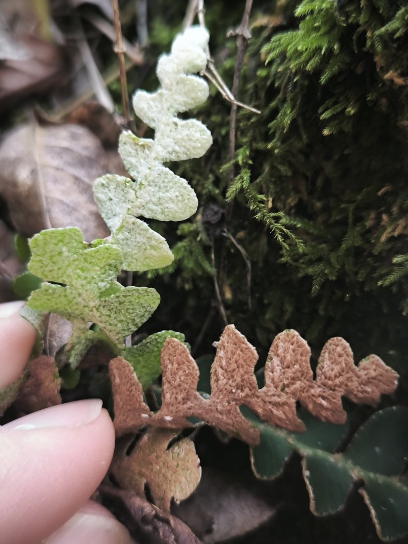 Asplenium ceterach subsp. bivalens