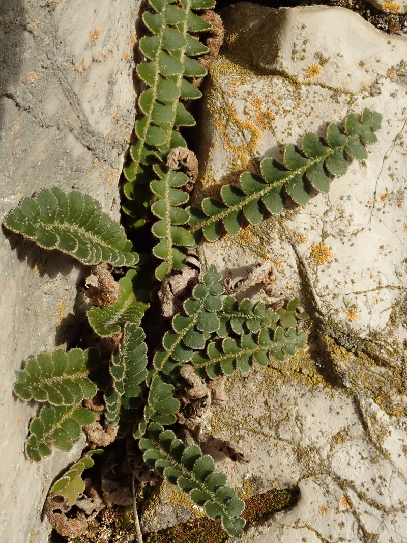 Asplenium ceterach subsp. bivalens photo 2