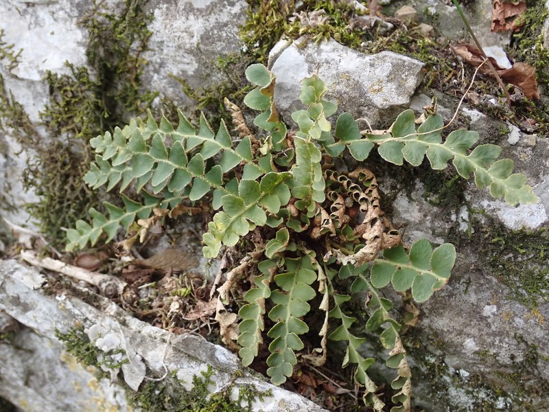 Asplenium ceterach subsp. bivalens photo 3
