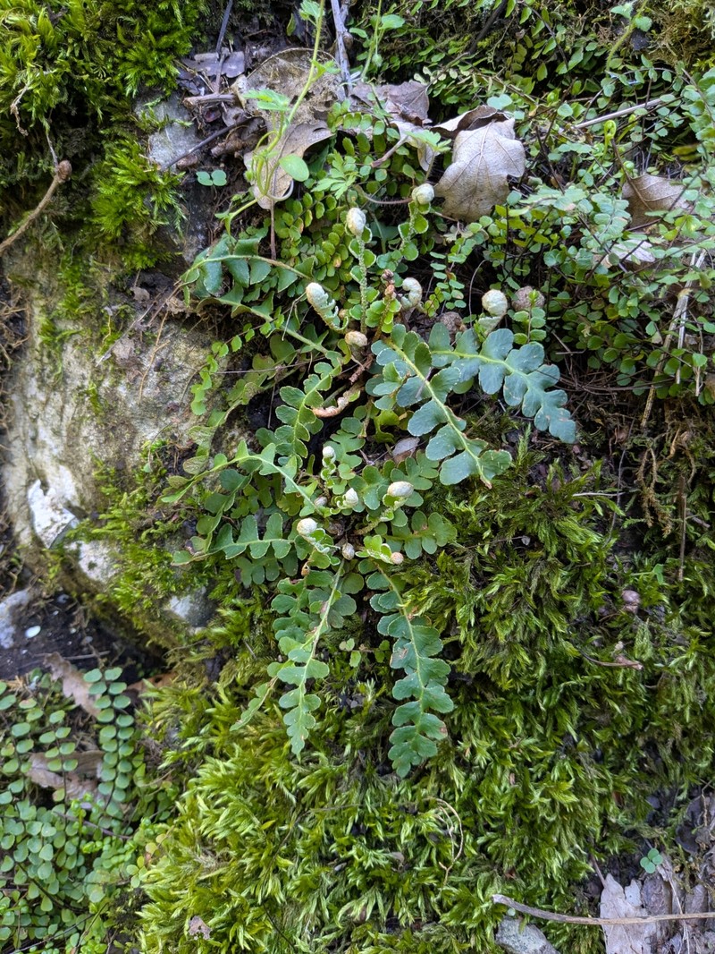 Asplenium ceterach subsp. bivalens photo 4