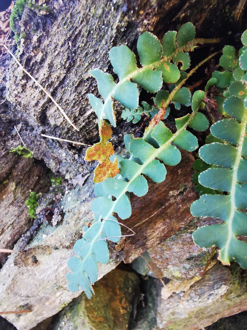 Asplenium ceterach subsp. ceterach